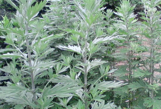 艾草养鸡治百病！浅谈艾草养鸡的好处及养殖方法